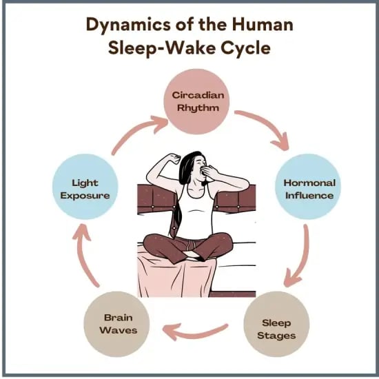 Dynamics of Human Sleep-Wake Cycle.